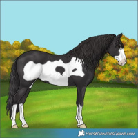 Horse Color:Smoky Black Frame