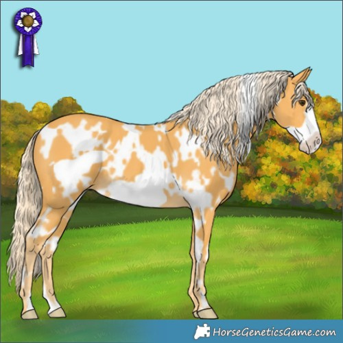 Horse Color:White Spotted Palomino Frame 