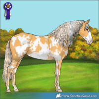 Horse Color:White Spotted Palomino Frame 