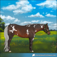 Horse Color:White Spotted Silver Brown