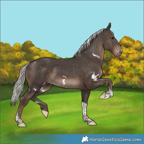 Horse Color:White Spotted Silver Black Tobiano Appaloosa 