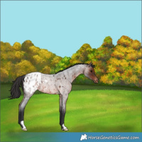 Horse Color:Brown Roan Appaloosa Rabicano 