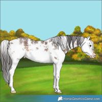 Horse Color:Bay Sabino Splash 
