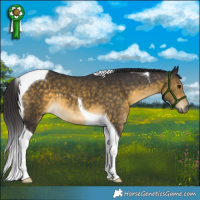 Horse Color:Buckskin Tobiano 