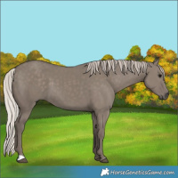 Horse Color:Silver Grullo 