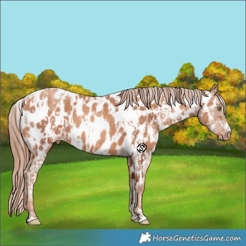 Horse Color:Gold Champagne Appaloosa  and Gold Champagne Appaloosa 