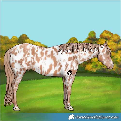 Horse Color:Gold Champagne Appaloosa and Gold Champagne Appaloosa