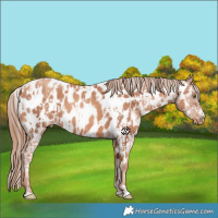 Horse Color:Gold Champagne Appaloosa  and Gold Champagne Appaloosa 