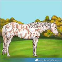 Horse Color:Gold Champagne Appaloosa  and Gold Champagne Appaloosa 