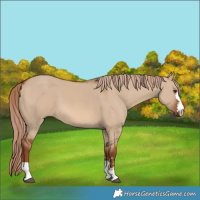 Horse Color:Red Dun 