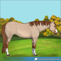Horse Color:Red Dun 