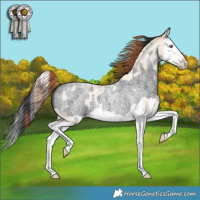 Horse Color:Gold Champagne Roan Dun Splash  and Blue Roan Splash 