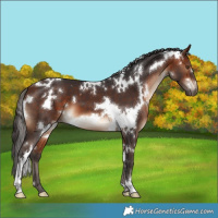 Horse Color:White Spotted Bay 