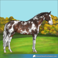 Horse Color:White Spotted Silver Brown Splash Rabicano 