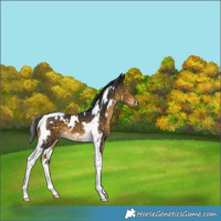 Horse Color:White Spotted Buckskin Tobiano 