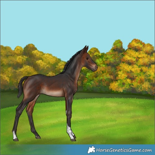Horse Color:Bay Tobiano Rabicano 