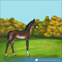 Horse Color:Brown Tobiano 