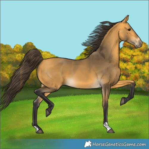 Horse Color:Buckskin 