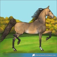 Horse Color:Buckskin