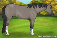 Horse Color:Grullo Roan