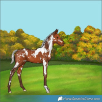 Horse Color:White Spotted Silver Brown