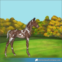 Horse Color:White Spotted Silver Black Rabicano 