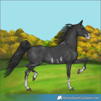 Horse Color:Black Sabino Rabicano 