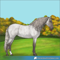 Horse Color:Silver Grullo Roan 