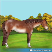 Horse Color:Chocolate Bay 