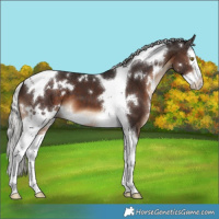 Horse Color:White Spotted Silver Brown Splash Tobiano 