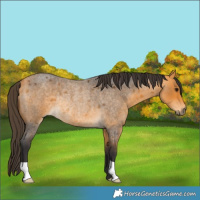 Horse Color:Buckskin Roan Rabicano