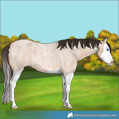 Horse Color:Bay Roan Dun Splash