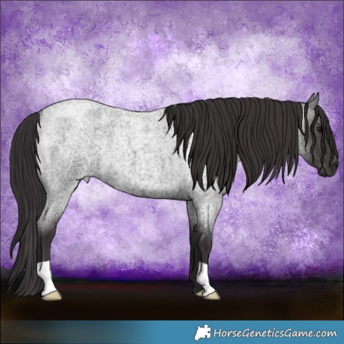 Horse Color:Smoky Blue Roan 