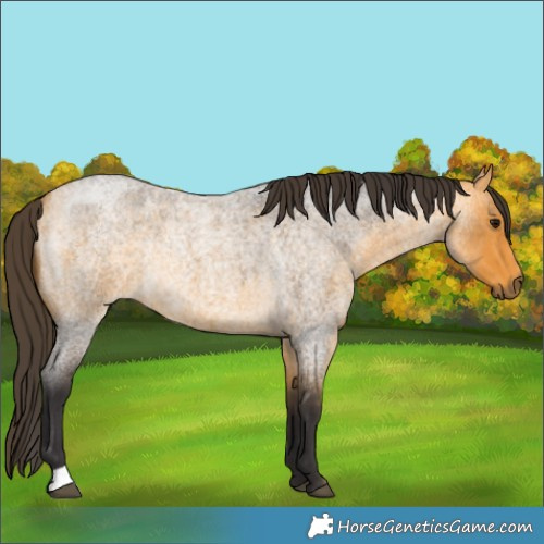 Horse Color:Buckskin Roan Rabicano
