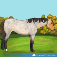 Horse Color:Buckskin Roan Rabicano 