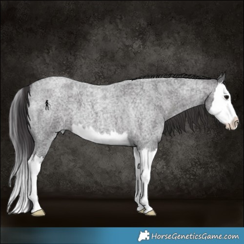 Horse Color:Smoky Blue Roan Splash