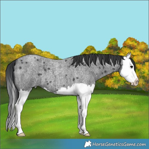 Horse Color:Blue Roan Splash 