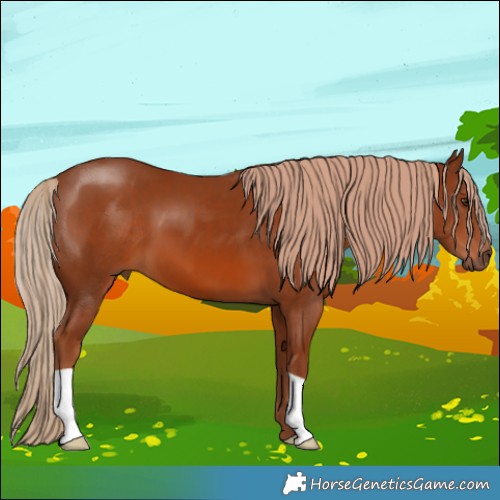 Horse Color:Chestnut 