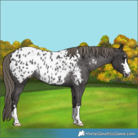 Horse Color:Smoky Black Appaloosa Rabicano 