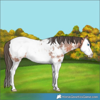 Horse Color:Bay Sabino Splash Snowcap 