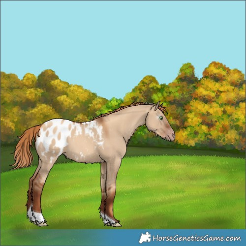 Horse Color:Gray Gold Champagne Dun Tobiano Appaloosa 