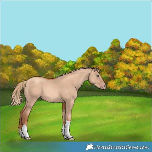 Horse Color:Gold Champagne Dun Tobiano 
