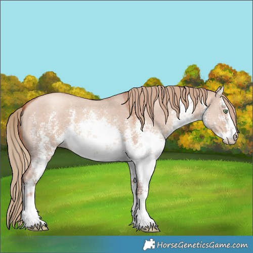 Horse Color:White Spotted Gold Champagne Dun Sabino 