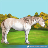 Horse Color:White Spotted Gold Champagne Dun Sabino 