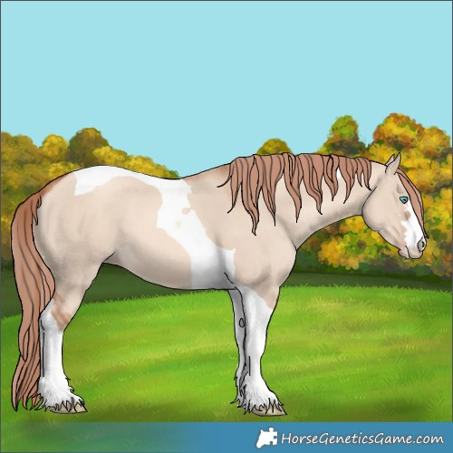 Horse Color:Gold Champagne Dun Tobiano 
