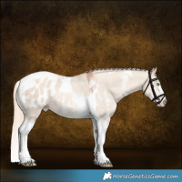 Horse Color:Gold Champagne Dun Sabino Tobiano Appaloosa