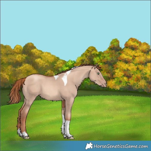 Horse Color:Gold Champagne Dun Tobiano 