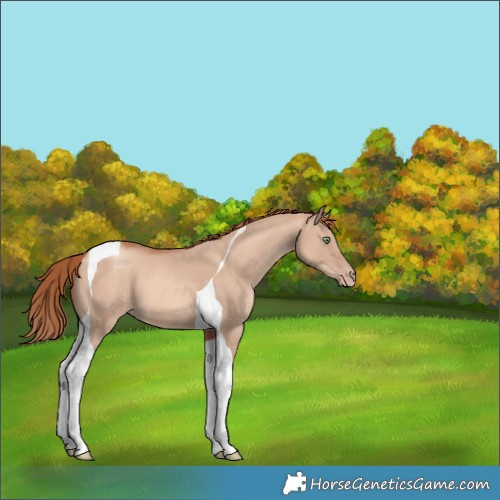 Horse Color:Gold Champagne Dun Tobiano 