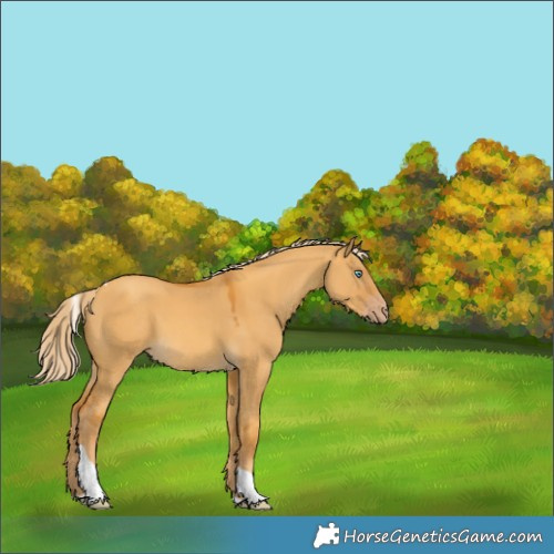 Horse Color:Gold Cream Champagne Dun Tobiano 