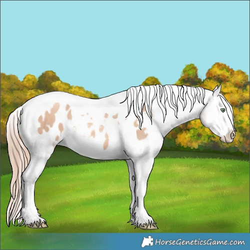 Horse Color:Gold Champagne Dun Splash Tobiano Blanket 